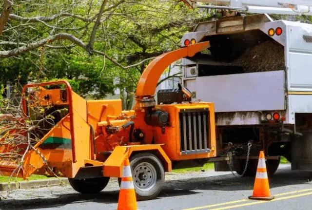 tree removal Olmos Park tx