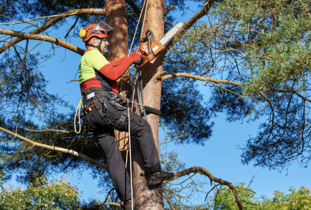 tree pruning Saint Hedwig tx