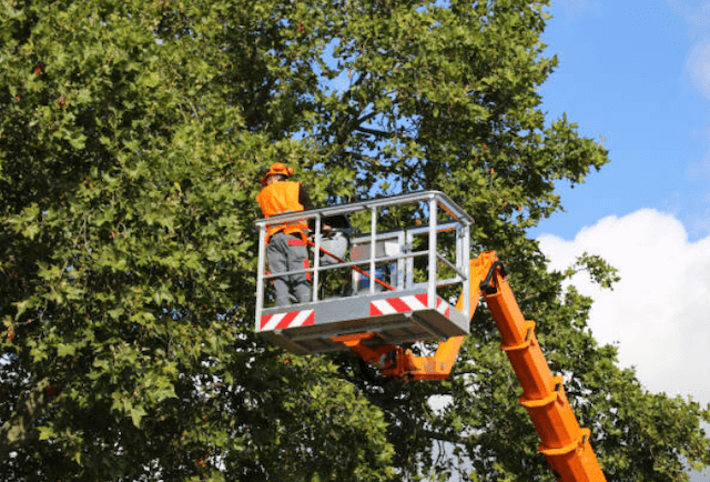 tree trimming bexar