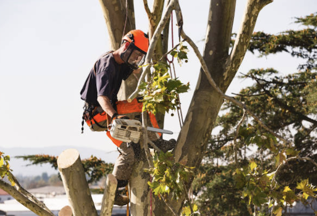 tree removal bexar