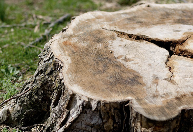 stump grinding Lackland AFB tx